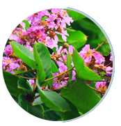Lagerstroemia speciosa (Banaba Leaf) Image