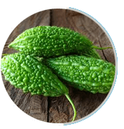 Mormordica charantia (Bitter Melon)