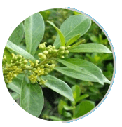 Gymnema sylvestre Image