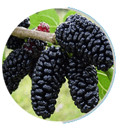 Morus spp. (Mulberry) Image